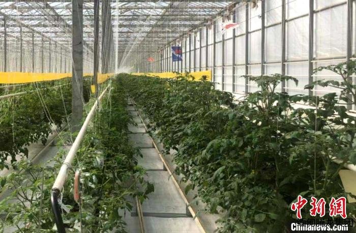 位于太谷的田森番茄小鎮。 李庭耀 攝 位于太谷的田森番茄小鎮。 李庭耀 攝